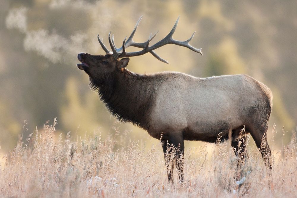 Bull Elk-Morning Breath